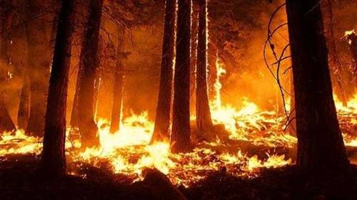 تحترق الآن..أرقام مذهلة عن الأمازون المكتظة بأكثر من 390 مليار شجرة