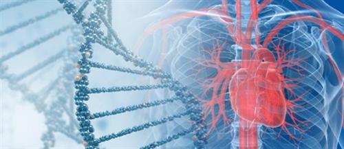 اكتشاف طريقة للوقاية من النوبات القلبية والجلطات الدماغية
