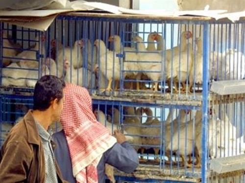 هكذا سائت أوضاع اليمنيين الاقتصادية..الدجاج لم تَعُد بمتناول 60% من اليمنيين(تقرير)